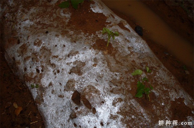 种植红薯盖地膜有什么好处? 种植红薯盖地膜有什么好处?