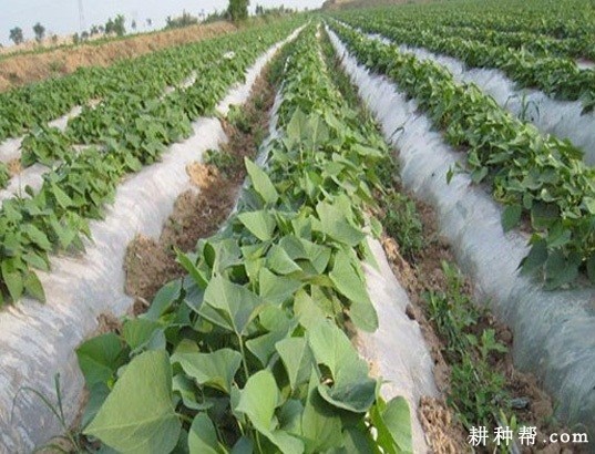 种植红薯盖地膜有什么好处? 种植红薯盖地膜有什么好处?