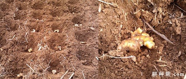 生姜什么时候种植**? 生姜什么时候种植**?