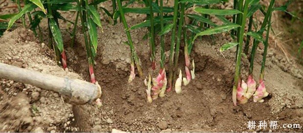 给生姜施肥需要注意什么? 给生姜施肥需要注意什么?