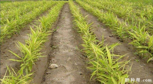 生姜生长发育过程是怎么样? 生姜生长发育过程是怎么样?