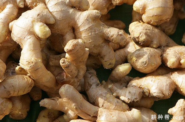 生姜生长发育过程是怎么样? 生姜生长发育过程是怎么样?