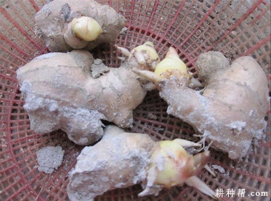 姜种催芽温度多少合适? 姜种催芽温度多少合适?