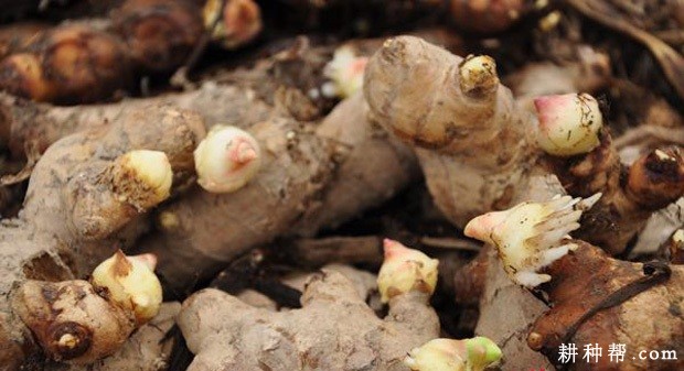 姜种催芽温度多少合适? 姜种催芽温度多少合适?