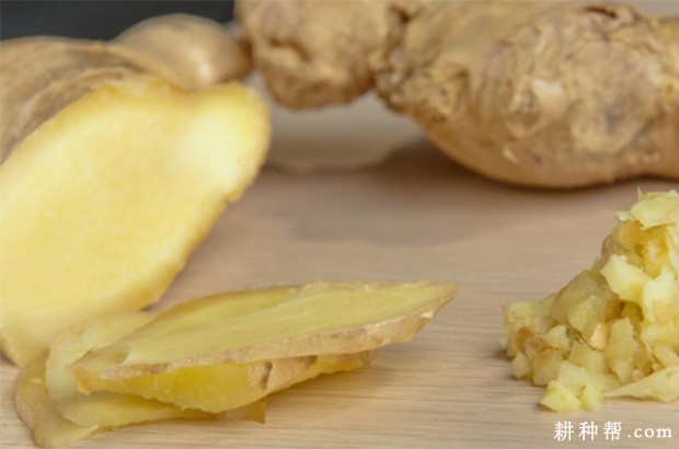 生姜的功效与作用是什么? 生姜的功效与作用是什么?