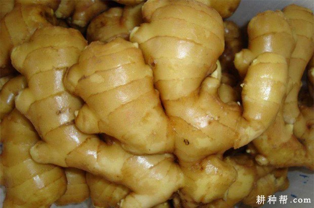 生姜的功效与作用是什么? 生姜的功效与作用是什么?