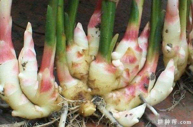 生姜的功效与作用是什么? 生姜的功效与作用是什么?