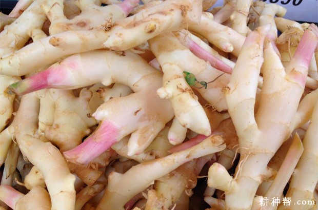 生姜的功效与作用是什么? 生姜的功效与作用是什么?