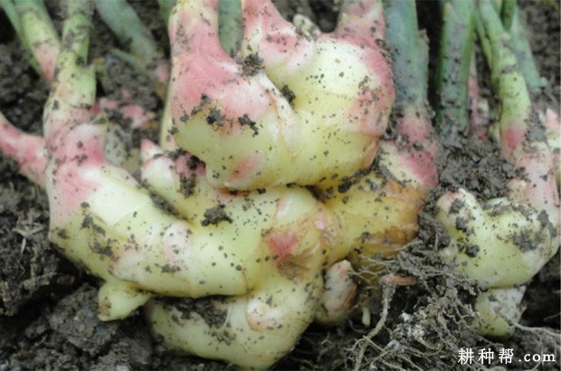 生姜的功效与作用是什么? 生姜的功效与作用是什么?