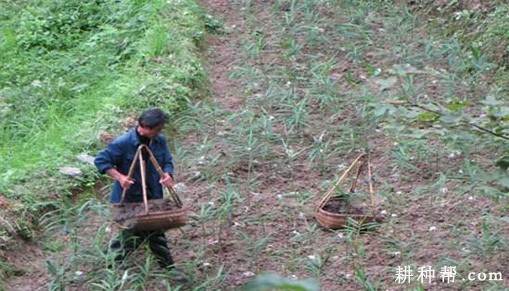 生姜生长中后期如何管理？