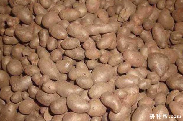 山药的茎有什么特点? 山药的茎有什么特点?