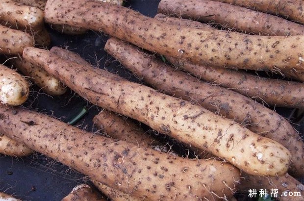 山药的茎有什么特点? 山药的茎有什么特点?