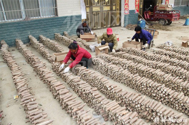 山药种薯如何切? 山药种薯如何切?