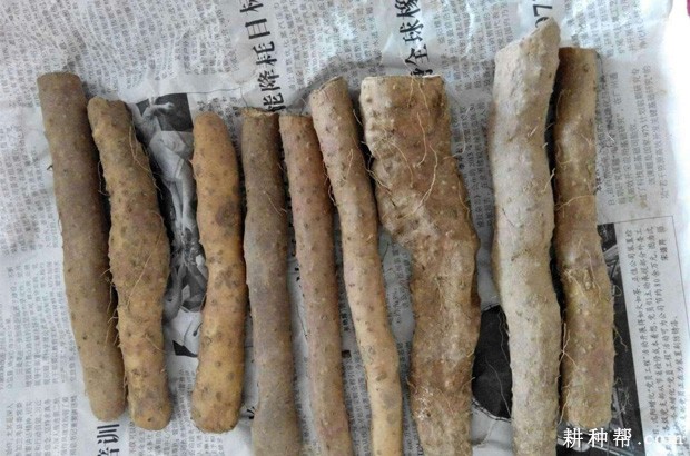 山药种薯如何消毒处理? 山药种薯如何消毒处理?