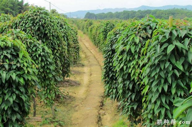 山药的种植期和收获期分别在什么时候? 山药的种植期和收获期分别在什么时候?