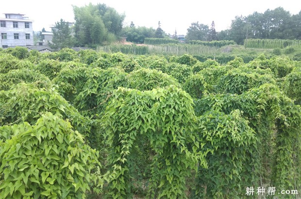 什么样的环境适宜种植山药? 什么样的环境适宜种植山药?