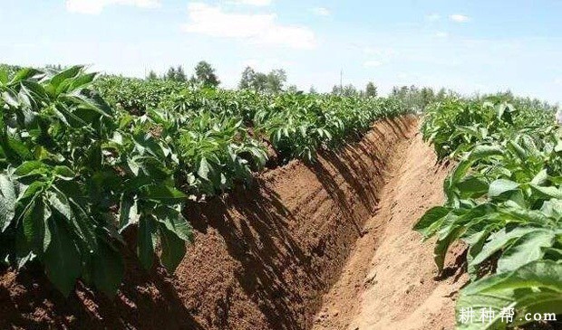 希森3号马铃薯品种好不好? 希森3号马铃薯品种好不好?