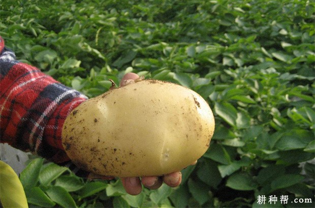 希森3号马铃薯品种好不好? 希森3号马铃薯品种好不好?