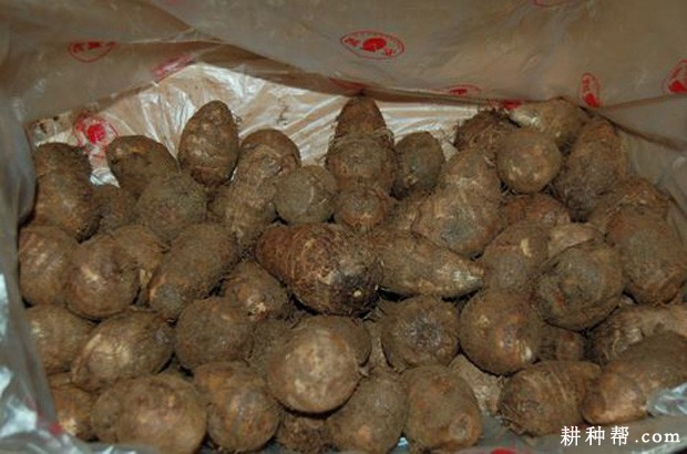 芋种播种前如何处理？