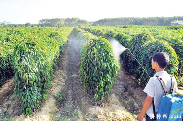 种植山药如何喷施多效唑? 种植山药如何喷施多效唑?