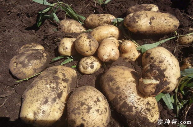 冀张薯8号马铃薯品种好不好? 冀张薯8号马铃薯品种好不好?