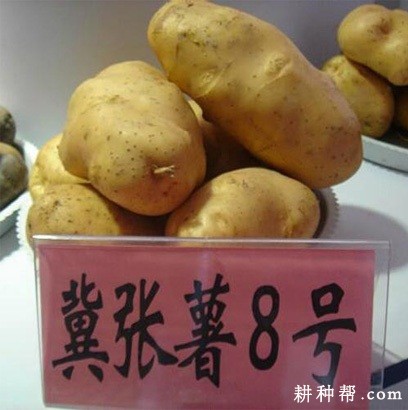 冀张薯8号马铃薯品种好不好? 冀张薯8号马铃薯品种好不好?