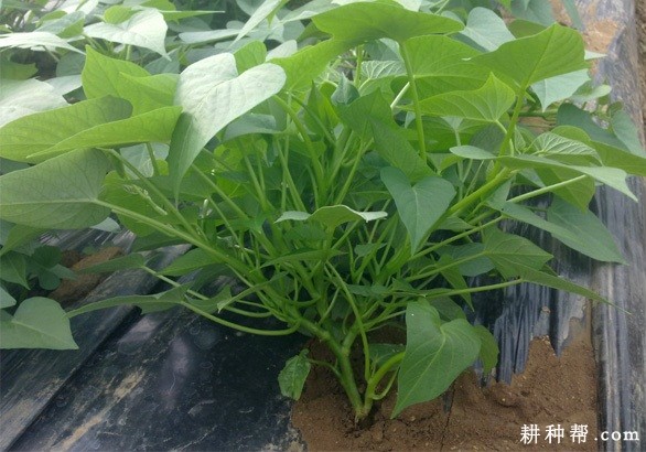 福菜薯18号红薯品种好不好? 福菜薯18号红薯品种好不好?