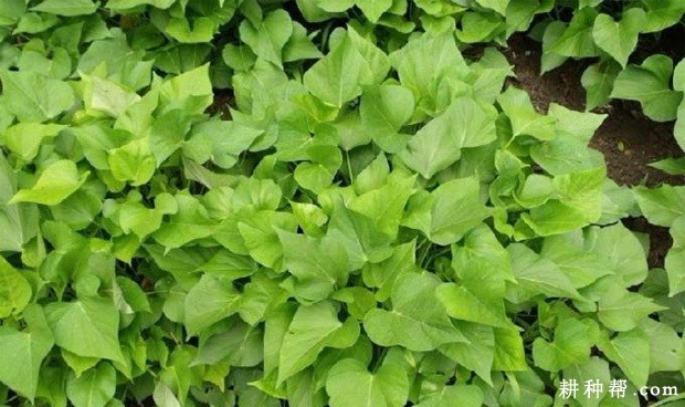 福菜薯18号红薯品种好不好? 福菜薯18号红薯品种好不好?