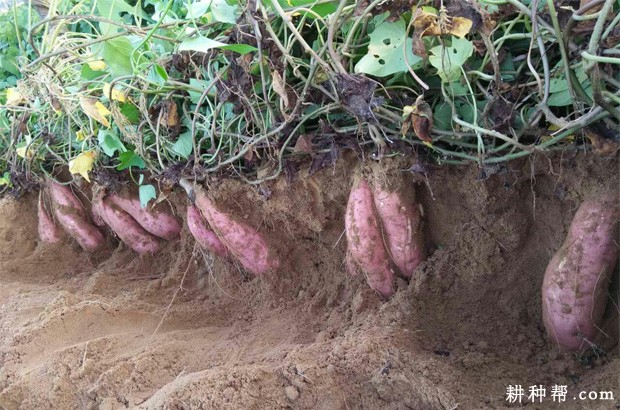 龙薯601红薯品种好不好? 龙薯601红薯品种好不好?