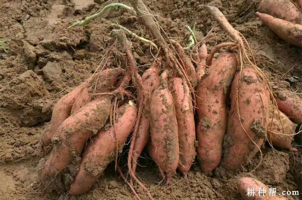 龙薯601红薯品种好不好? 龙薯601红薯品种好不好?