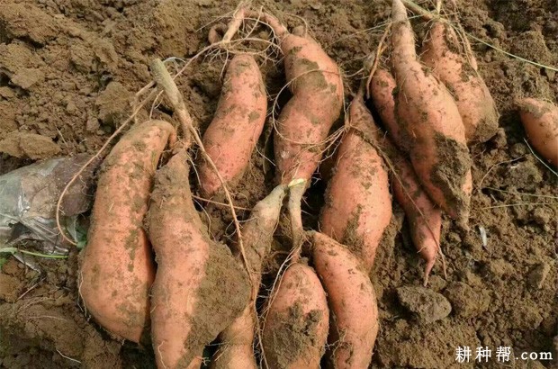 龙薯601红薯品种好不好? 龙薯601红薯品种好不好?