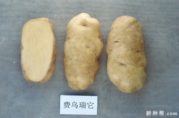 费乌瑞它马铃薯品种好不好？