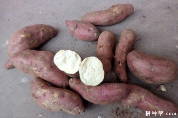 济薯21红薯品种好不好? 济薯21红薯品种好不好?