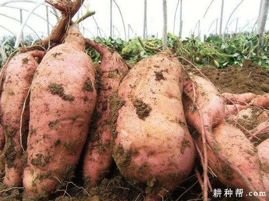 济薯21红薯品种好不好? 济薯21红薯品种好不好?