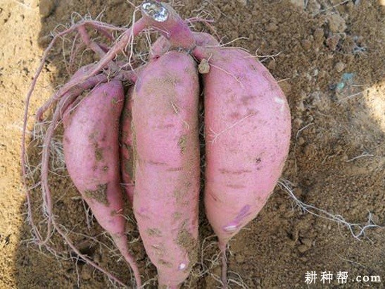 济薯21红薯品种好不好? 济薯21红薯品种好不好?