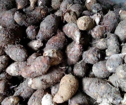 荔浦芋头如何种植? 荔浦芋头如何种植?