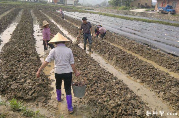 荔浦芋头如何种植? 荔浦芋头如何种植?