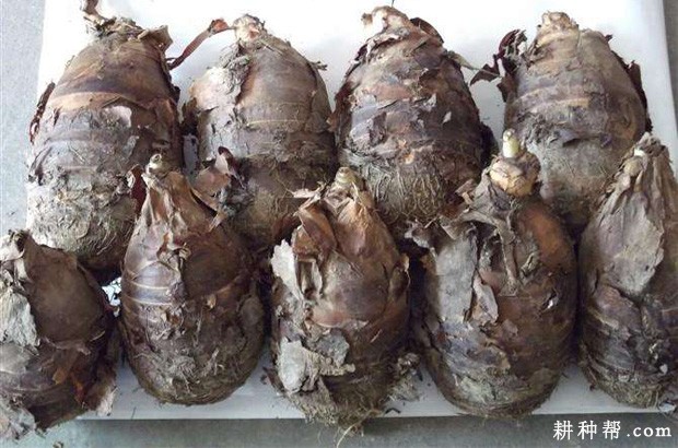 荔浦芋头如何种植? 荔浦芋头如何种植?