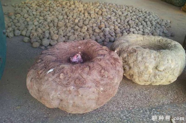 魔芋含有哪些营养成分? 魔芋含有哪些营养成分?