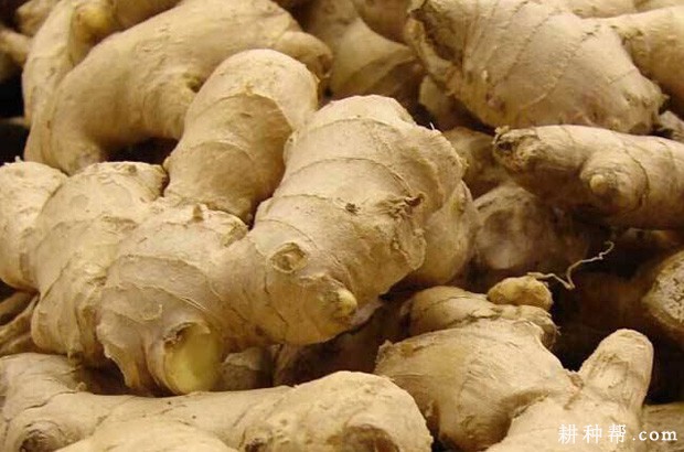 安姜2号生姜品种好不好? 安姜2号生姜品种好不好?