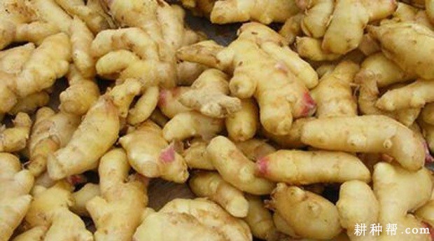 安姜2号生姜品种好不好? 安姜2号生姜品种好不好?