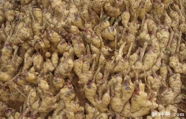 莱芜片姜品种好不好? 莱芜片姜品种好不好?