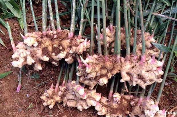 莱芜片姜品种好不好? 莱芜片姜品种好不好?