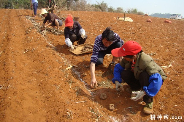 魔芋如何播种? 魔芋如何播种?