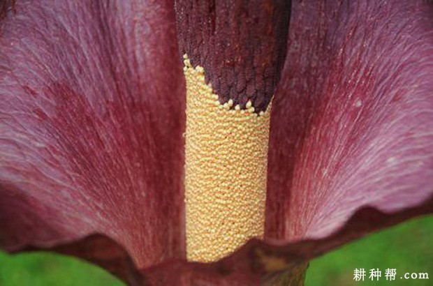 什么是魔芋花? 什么是魔芋花?