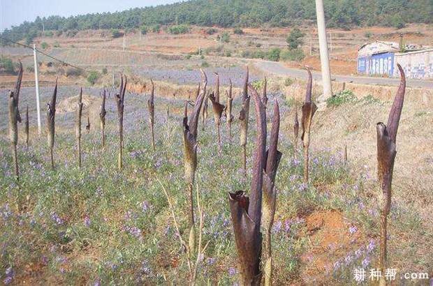 什么是魔芋花? 什么是魔芋花?