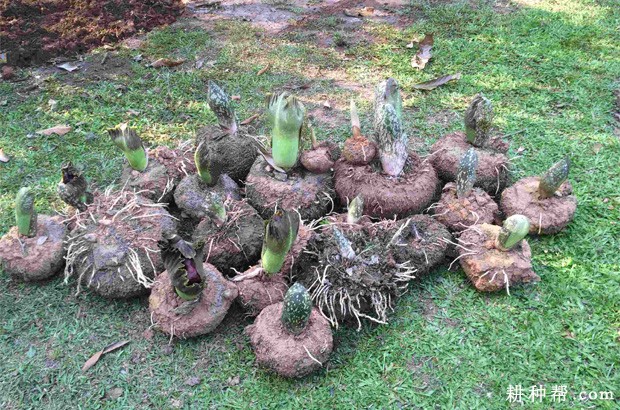 什么是魔芋花? 什么是魔芋花?