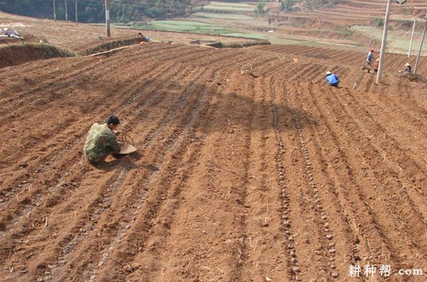 魔芋什么时候种植好? 魔芋什么时候种植好?