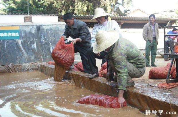 魔芋种芋如何消毒与催芽? 魔芋种芋如何消毒与催芽?
