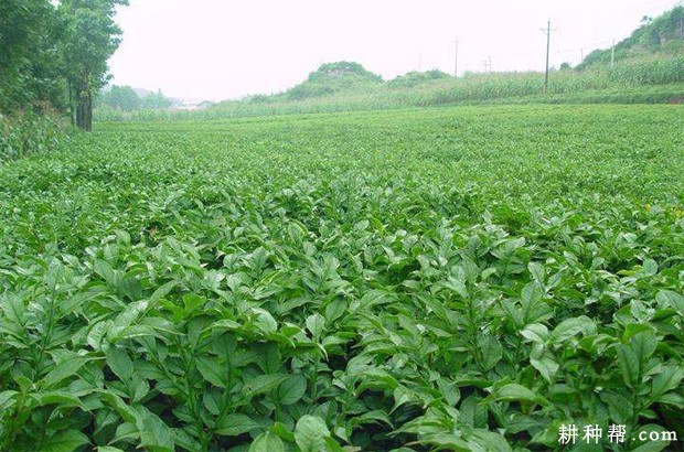 魔芋如何用种子育苗? 魔芋如何用种子育苗?